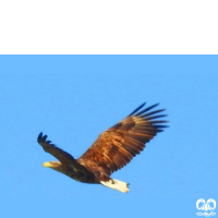 گونه عقاب دریایی دم سفید White tailed Eagle